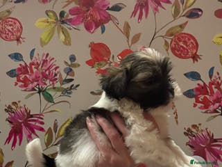 Mixed Breed dogs All Rehomed - Advert 11