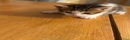 Mixed Breed cats for sale: 🐾 3 Beautiful Bengal Mix Kittens - Advert 5