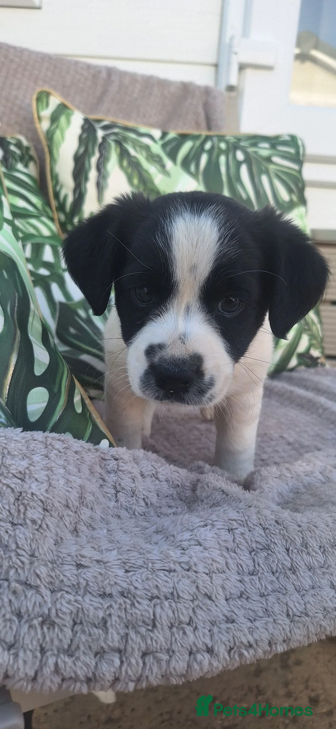 Jack Russell dogs for sale: 3 boy Jack russel pups - Advert 1