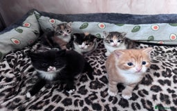 Bengal cats for sale: Beautifull kittens for sale - Image 2