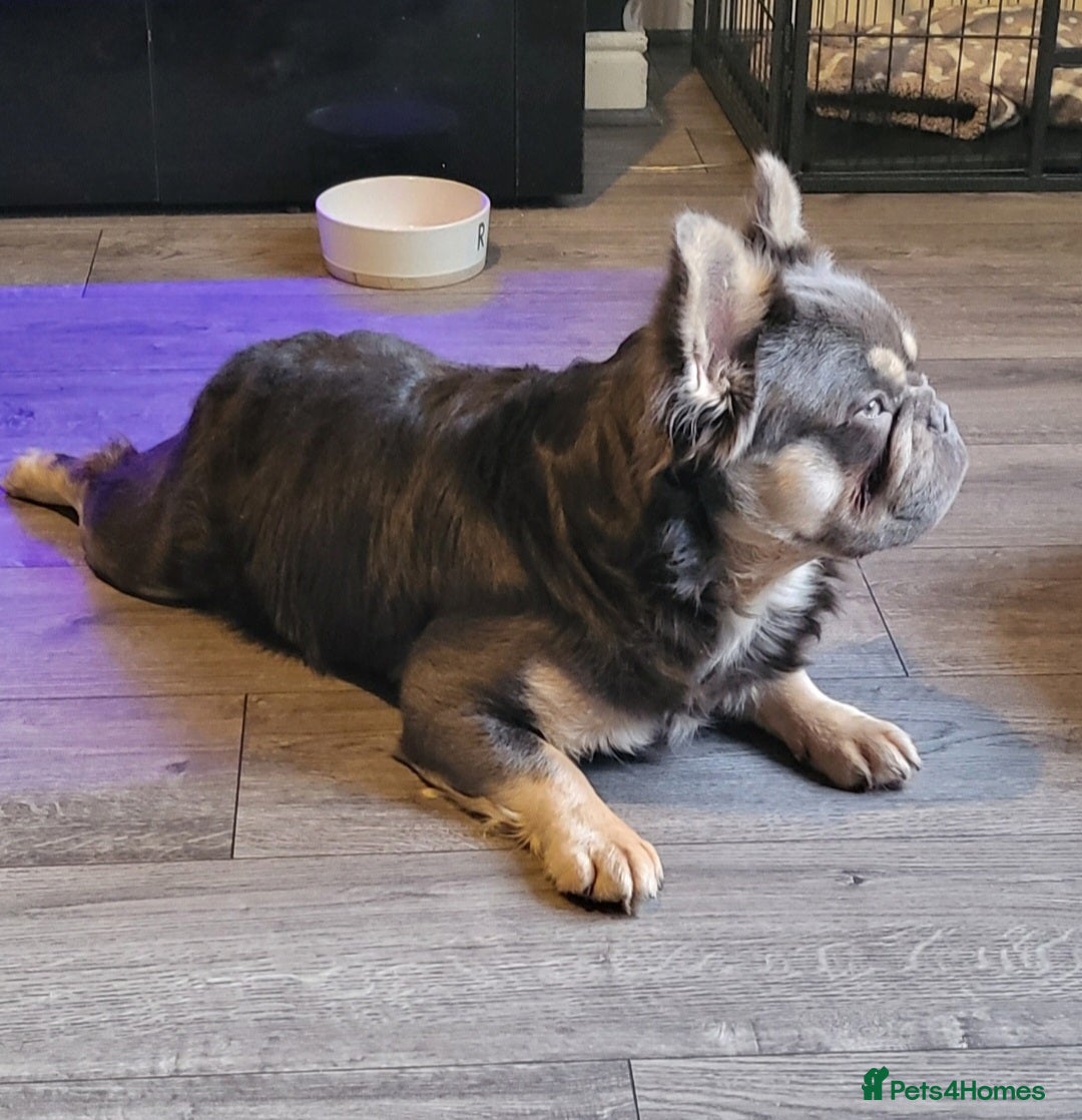 French Bulldog dogs RAGNAR lilac tan visual fluffy frenchbulldog stud  in Pontefract - Advert 12