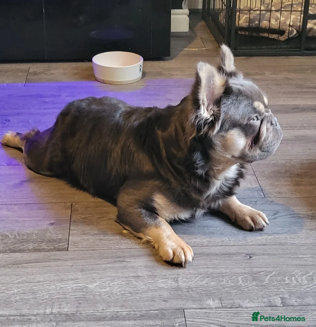 French Bulldog dogs for stud: RAGNAR lilac tan visual fluffy frenchbulldog stud  in Pontefract - Advert 1