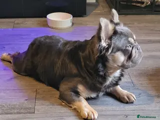 French Bulldog dogs RAGNAR lilac tan visual fluffy frenchbulldog stud in Pontefract - Advert 1