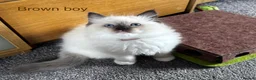 Ragdoll cats for sale: Gorgeous Ragdoll Kittens - Advert 14