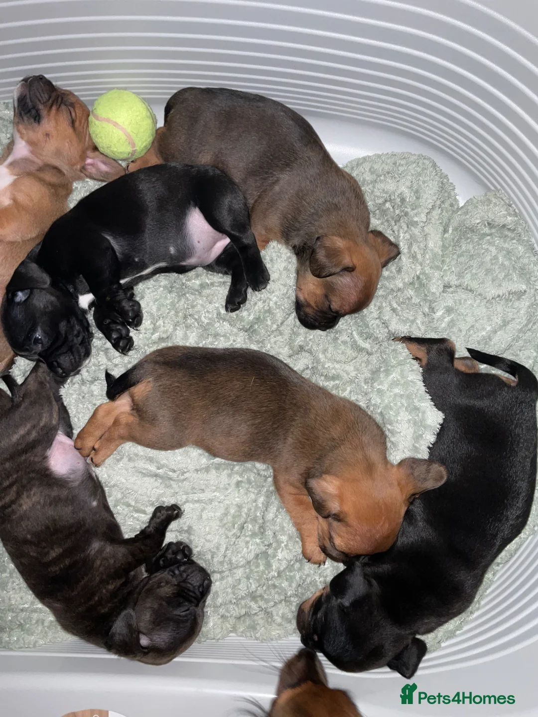 Mixed Breed dogs for sale: 6 Beautiful French Bull Jacks - Advert 31