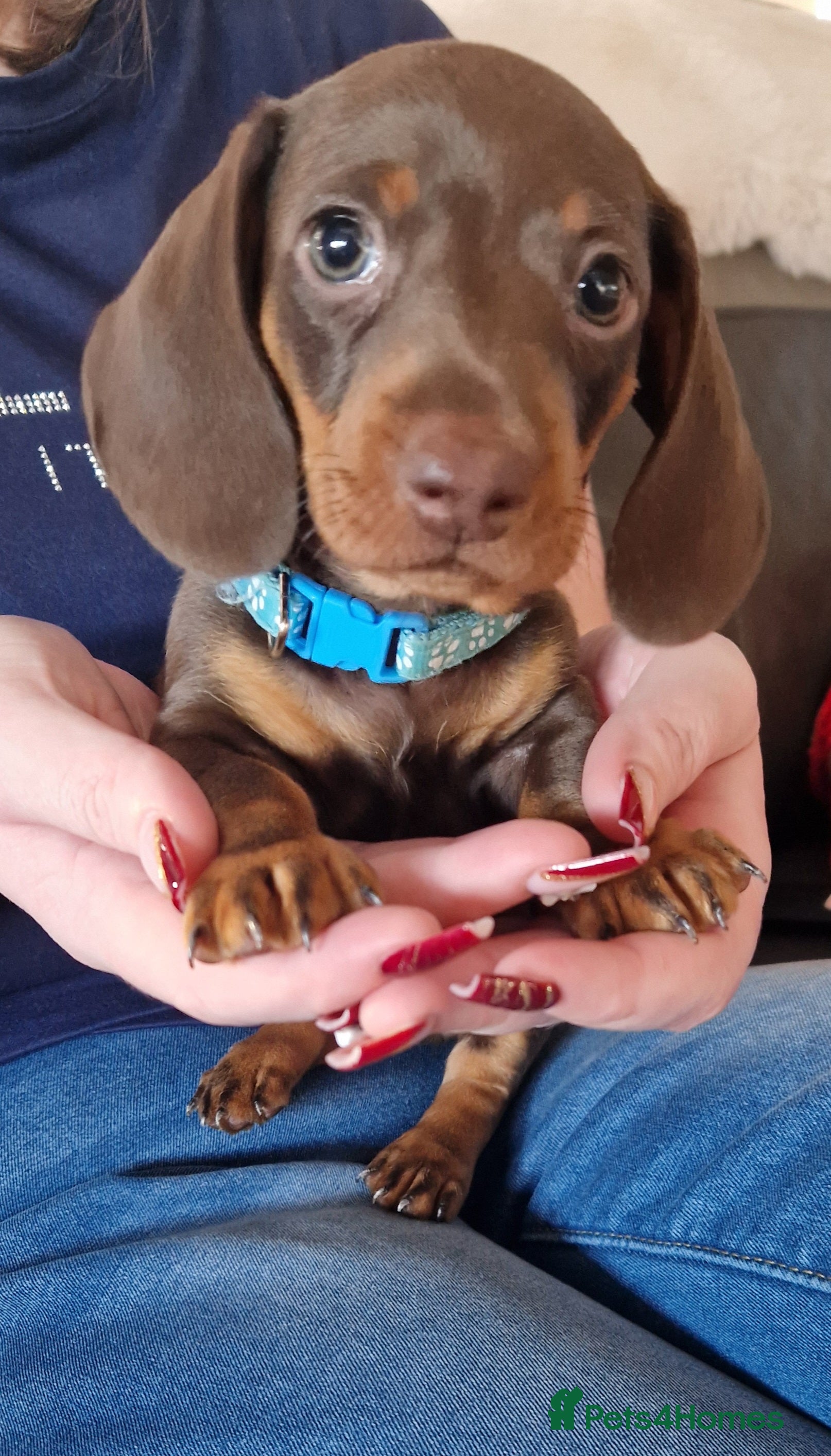 Miniature Dachshund dogs 1 beautiful kc puppy left ready 25/12/25 - Advert 6