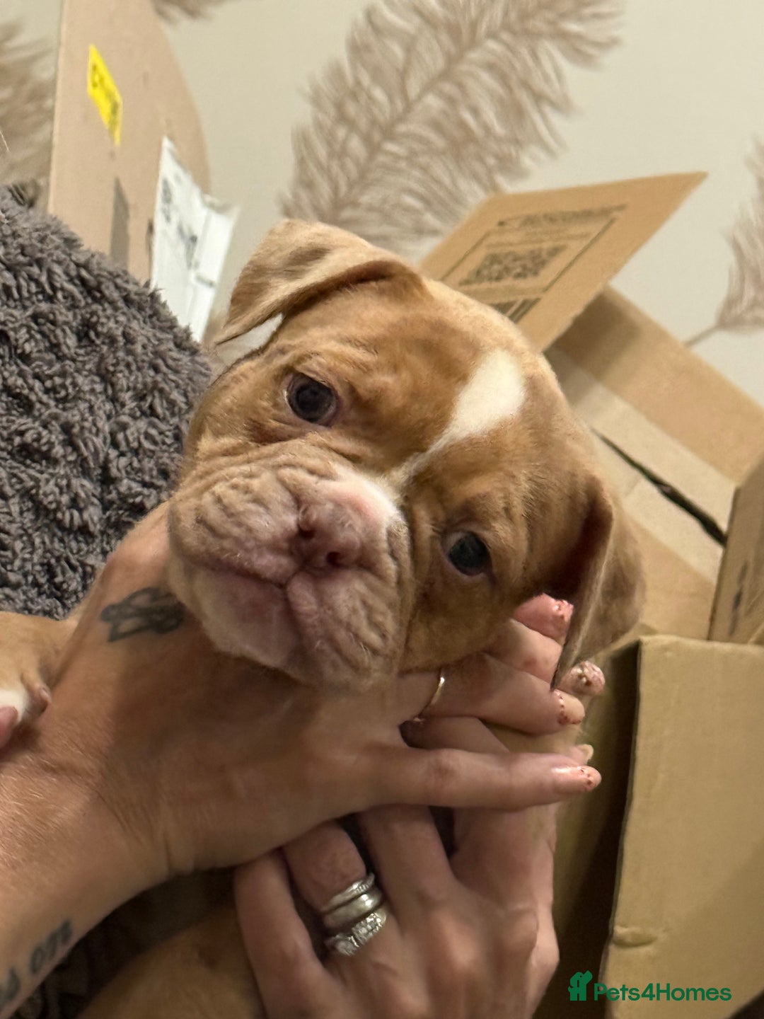 Olde English Bulldogge dogs for sale: (Reduced) Olde English Bulldogges puppies  - Advert 25