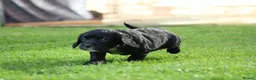 Cocker Spaniel dogs for sale: Beautiful pups in Durham - Advert 4