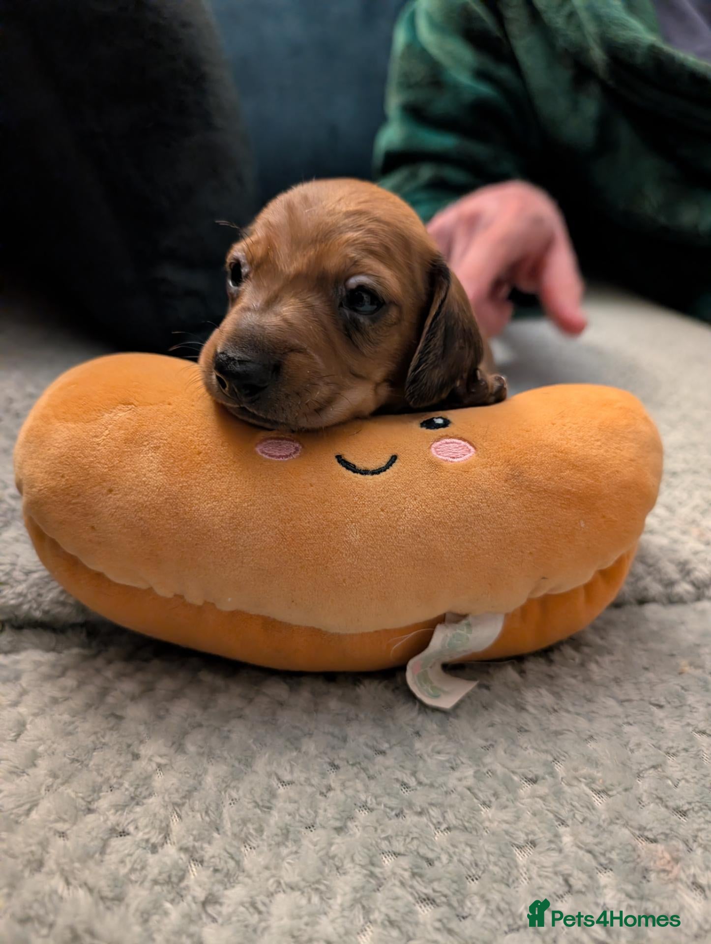 Dachshund dogs for sale: Mini dachshund puppies - Advert 12