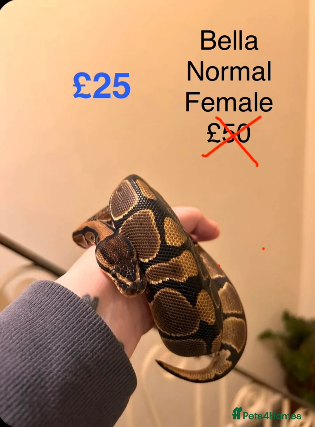 Python Snake reptiles for sale: Royal Pythons in Oldham - Advert 8