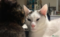 Mixed Breed cats for sale: Two girls left  - Image 16