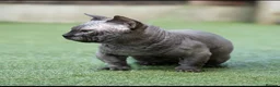 Sphynx cats for stud: Health Tested, Champion Bambino for stud - Advert 6