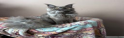 Maine Coon cats for sale: Tica registered maine coon kittens - Advert 4