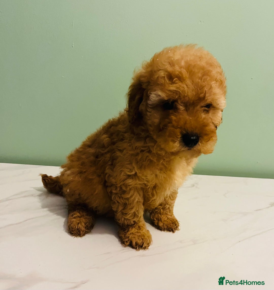 Miniature Poodle dogs for sale: 3 Miniture poodles boys  - Advert 3