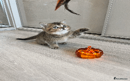 Scottish Fold cats for sale: TICA Pedigree Scottish Straight Boy🐾Rare colour🐾 - Image 7