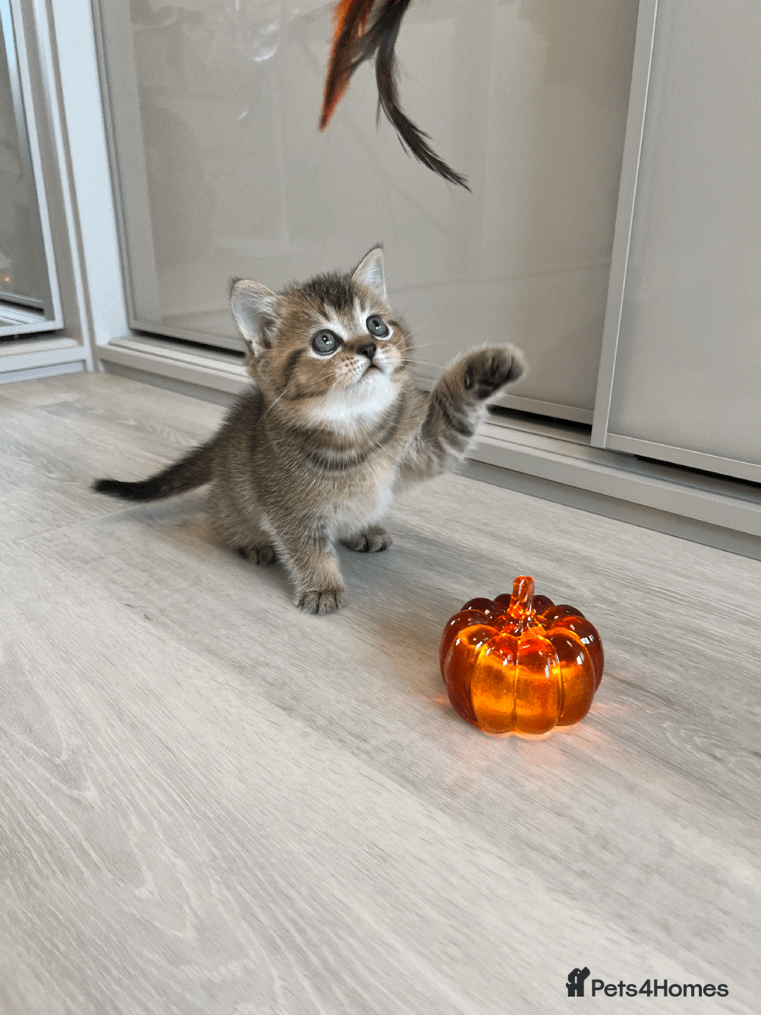 Scottish Fold cats for sale: TICA Pedigree Scottish Straight Boy🐾Rare colour🐾 - Image 7