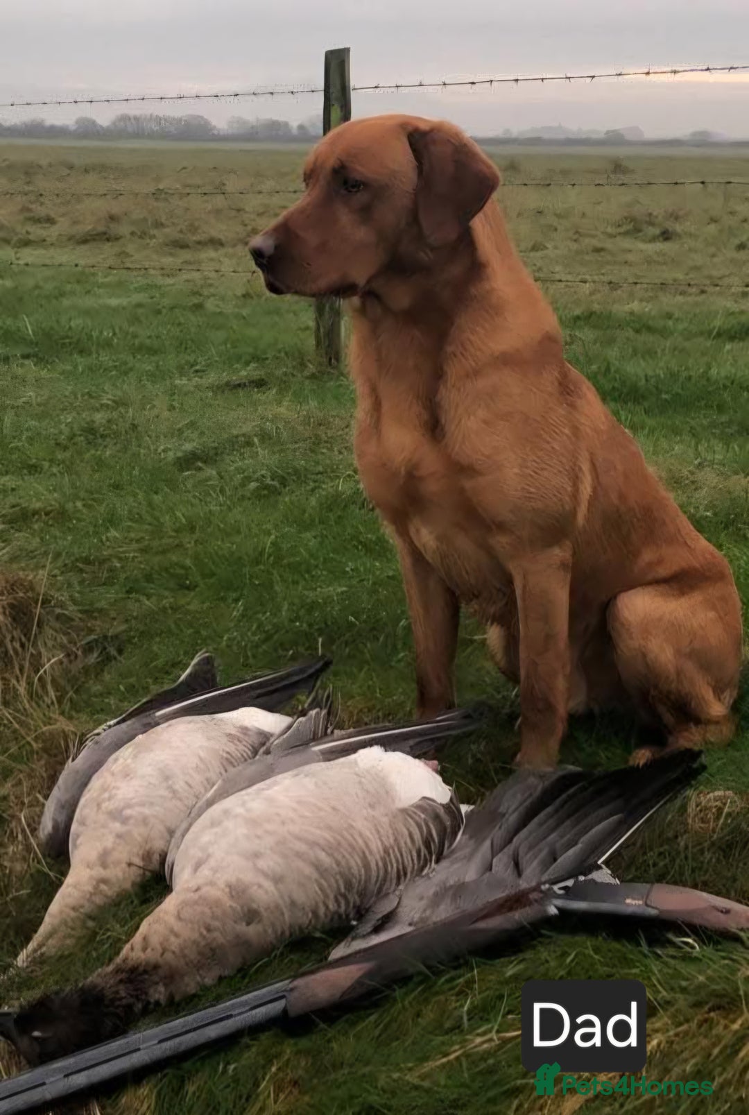 Labrador Retriever dogs for sale: Fox Red Labrador pups - Advert 27