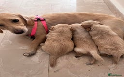 Mixed Breed dogs for sale: Kokoni breed  - Image 1