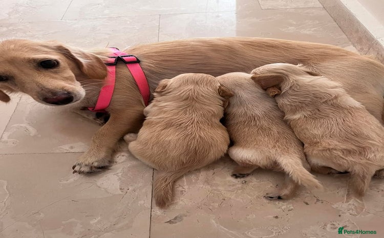 Mixed Breed dogs - Advert 1