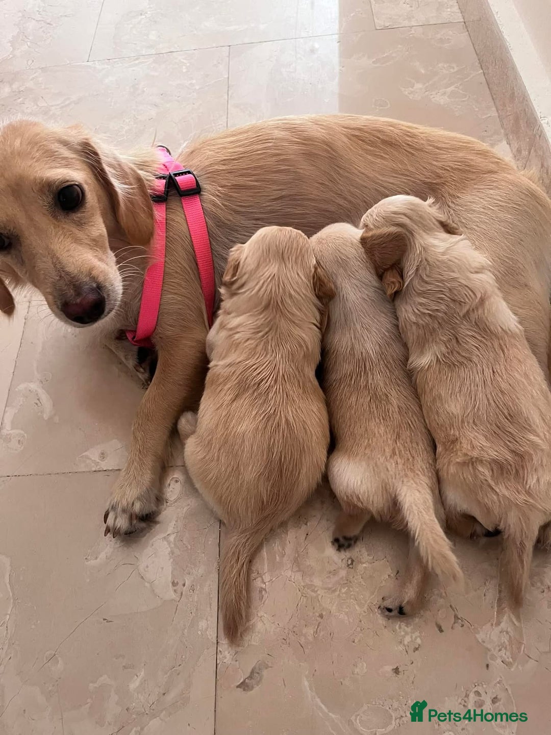 Mixed Breed dogs for sale: Kokoni breed  - Image 1
