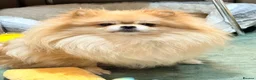 Pomeranian dogs for sale: Lovely Real Pomeranian Teddy Bear Puppies  - Advert 2