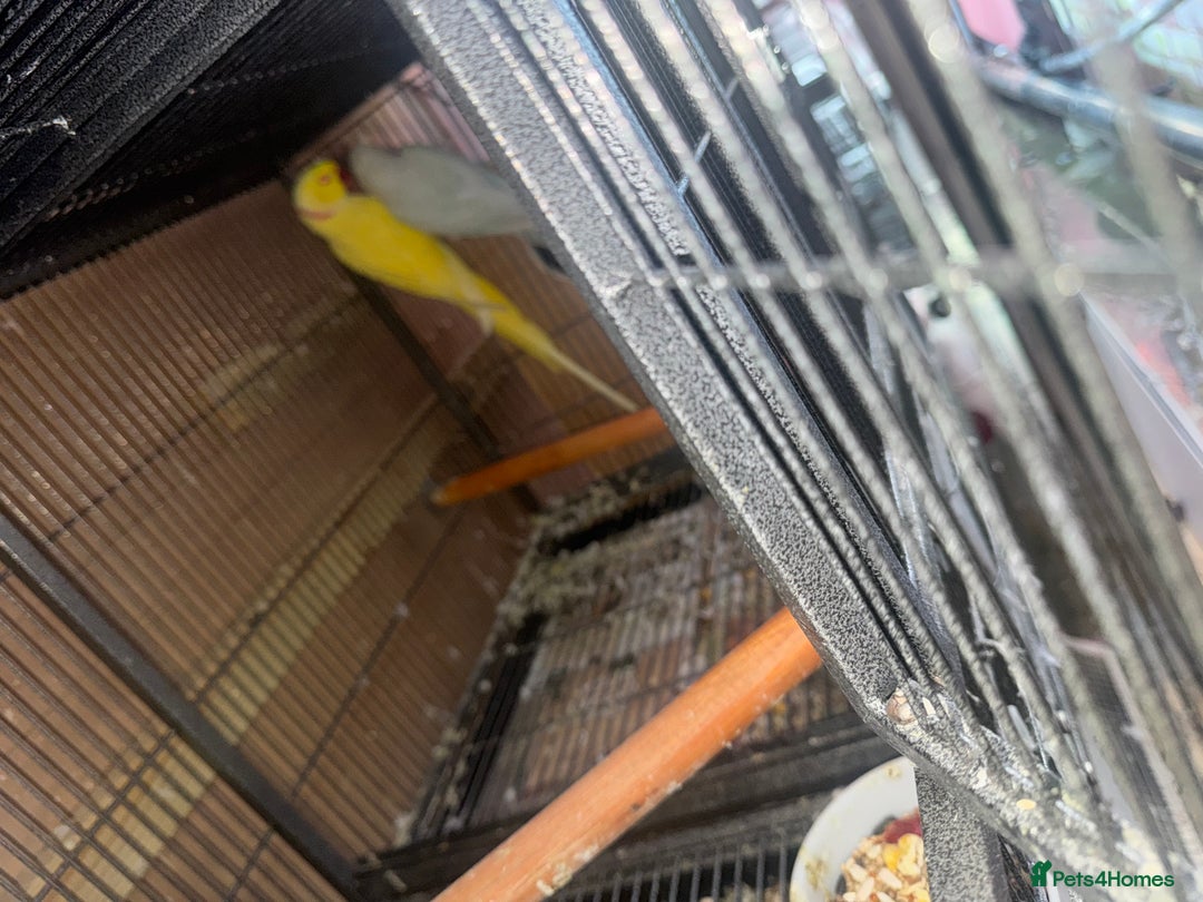 Ringnecks birds for sale: Pair ringneck - Advert 7