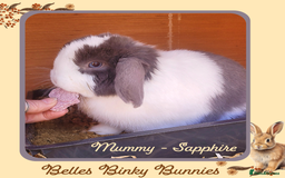 Mini Lop rabbits for sale: 🧡 Beautiful Baby Mini Lop Doe 🧡 Reserve Now 🧡 - Image 7
