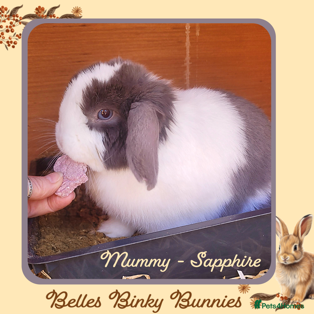 Mini Lop rabbits for sale: 🧡 Beautiful Baby Mini Lop Doe 🧡 Reserve Now 🧡 - Image 7