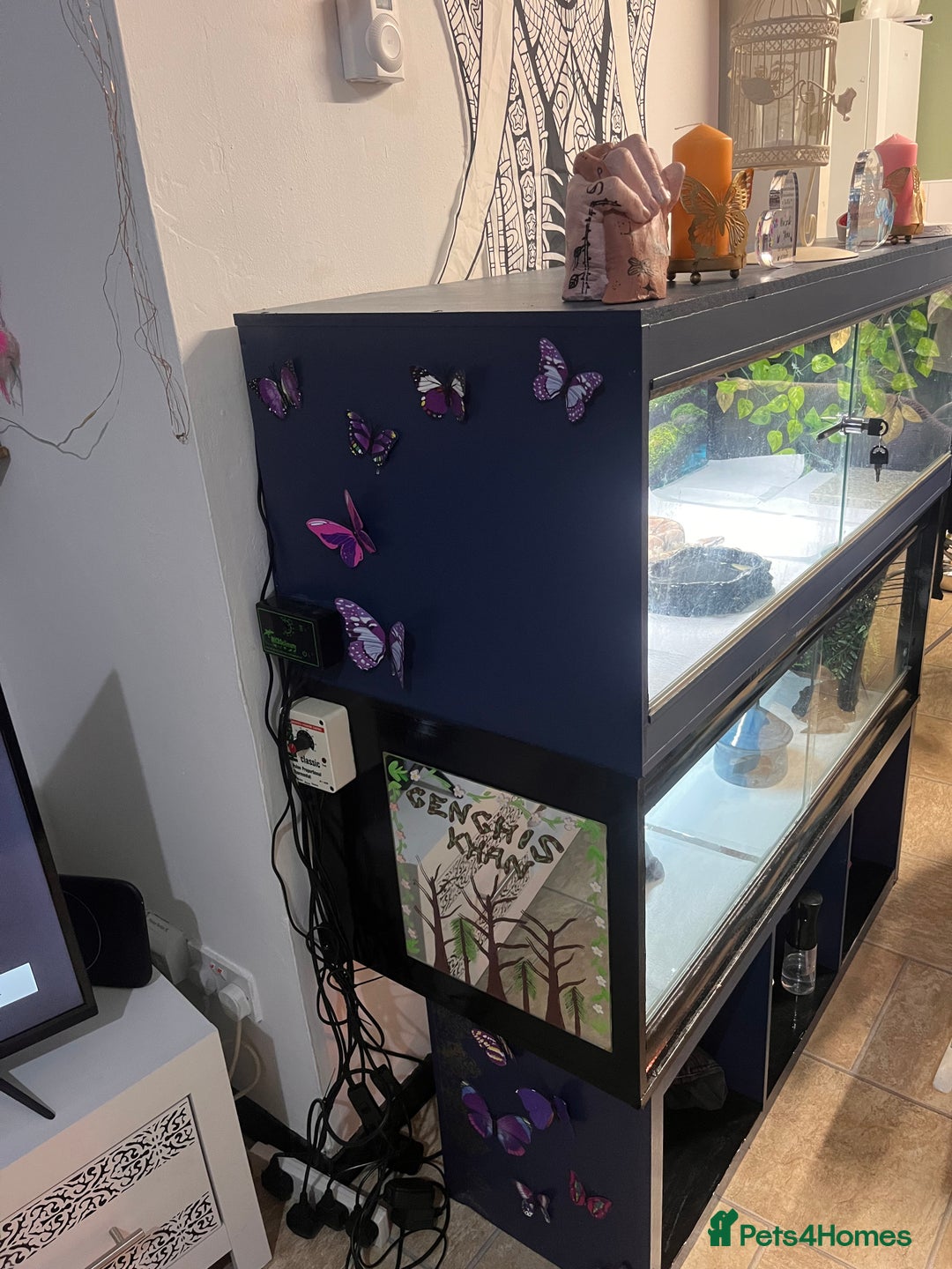 Python Snake reptiles for sale: PYTHON & 4ft VIV & ACCESSORIES  - Advert 3