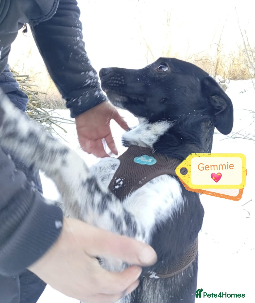 Mixed Breed dogs for adoption: 💖🐶 GEMMIE 🐶💖 - Advert 14