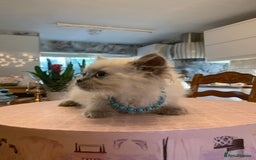 Selkirk Rex cats for sale: Selkirk rex kittens  - Image 11