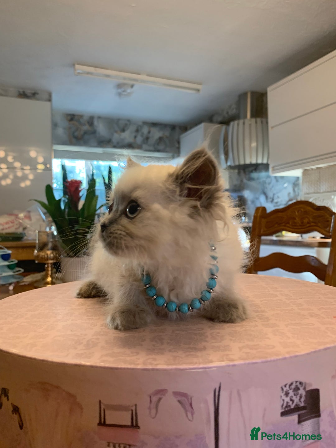 Selkirk Rex cats for sale: Selkirk rex kittens  - Image 11