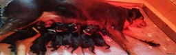 Rottweiler dogs for sale: Rottweiler puppies for sale - Advert 2