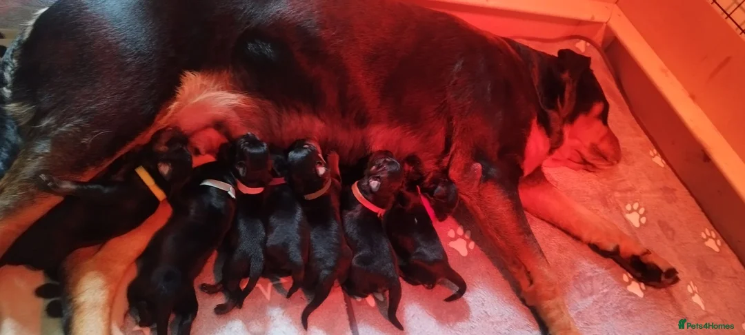 Rottweiler dogs for sale: Rottweiler puppies for sale - Advert 2