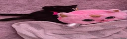 Mixed Breed cats for sale: Beautiful playful Black female kitten  - Advert 11