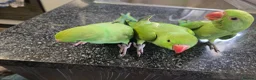 Ringnecks birds for sale: Hand-Reared Baby Indian Ringnecks for Sale  - Advert 6