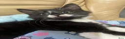 Norwegian Forest Cat cats for sale: Norwegian Forrest Cat mix bread  - Advert 7