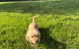 Labrador Retriever dogs for sale: Labrador puppies - Image 13