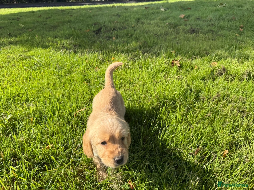 Labrador Retriever dogs for sale: Labrador puppies - Image 13