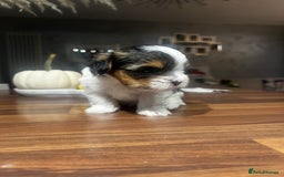 Yorkshire Terrier dogs for sale: Mini Yorkie looking for a new home  - Advert 8