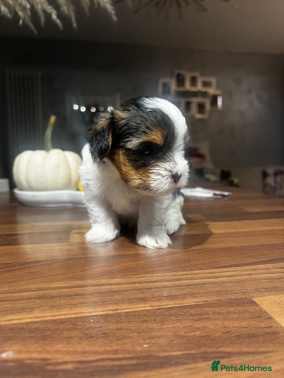 Yorkshire Terrier dogs for sale: Mini Yorkie looking for a new home  - Advert 8