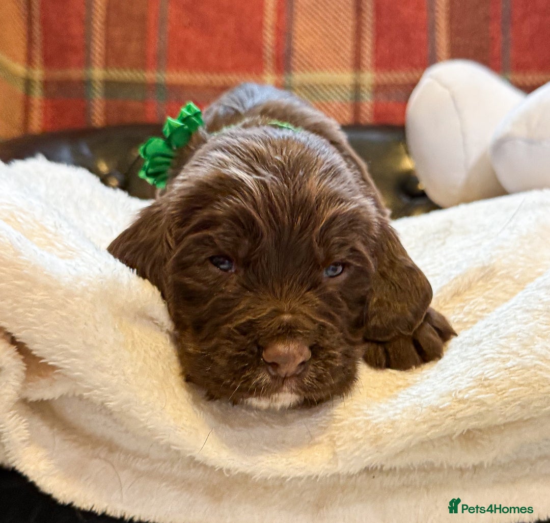 Cocker Spaniel dogs for sale: stunning chocolate and tri kc cocker spaniels - Advert 26