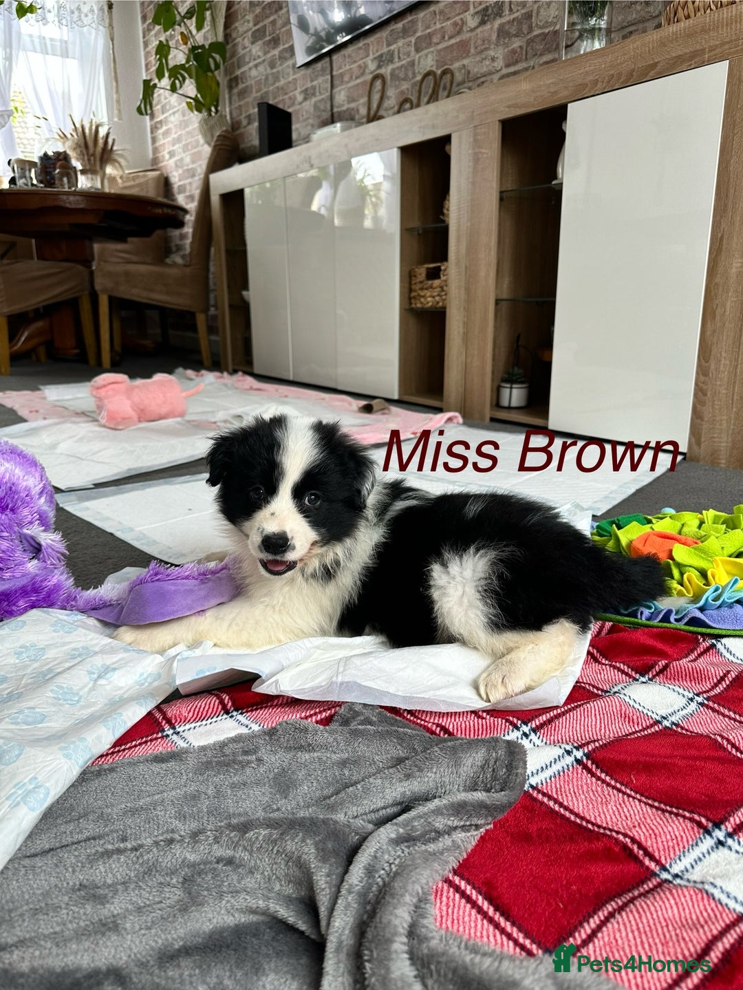 Border Collie dogs for sale: ONLY 4 LEFT International Champion blood line - Image 8