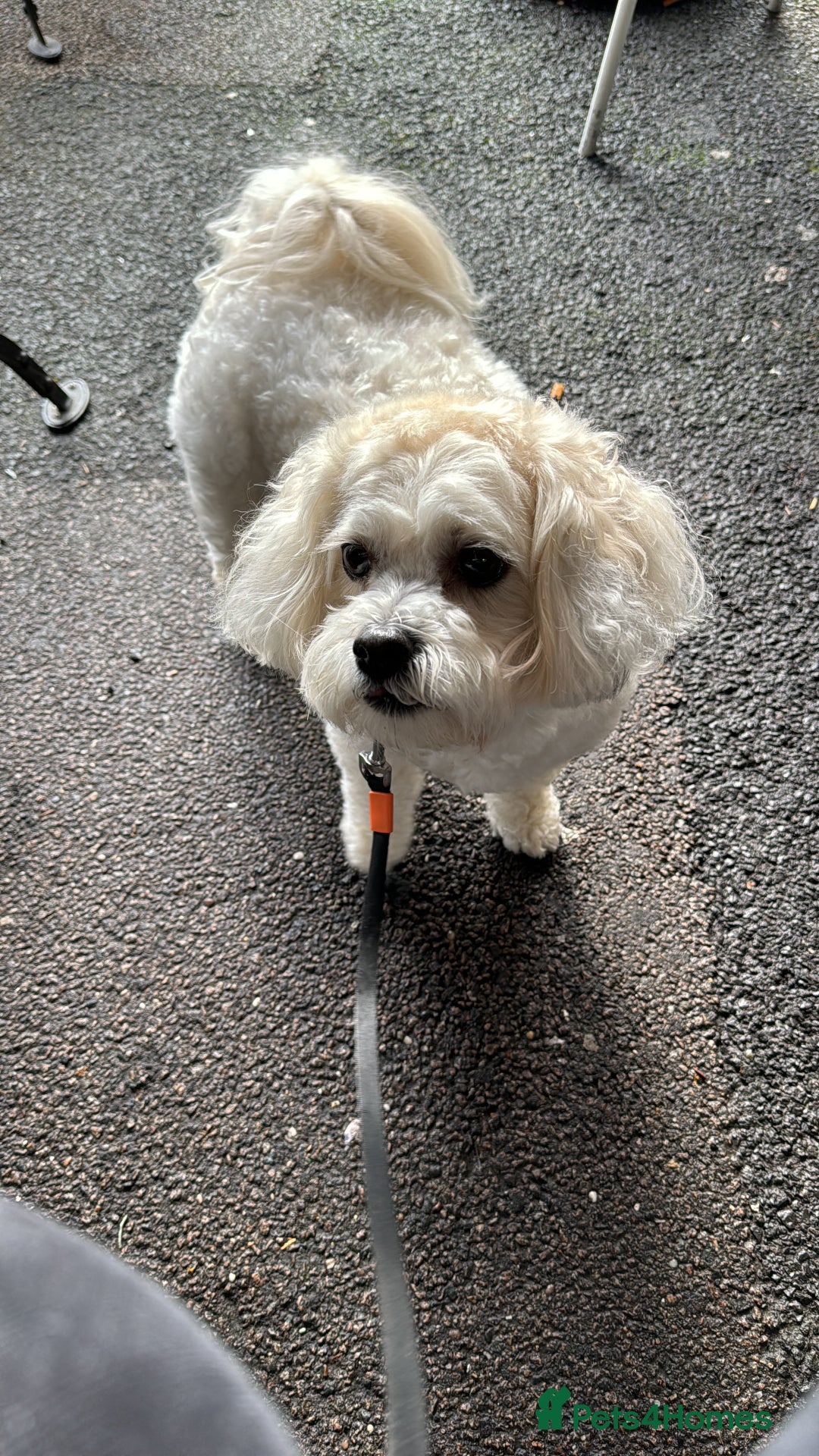 Zuchon dogs for sale: Super affectionate 6 year old Zuchon.  - Advert 1