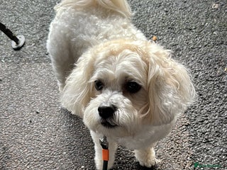 Zuchon dogs Super affectionate 6 year old Zuchon. - Advert 2