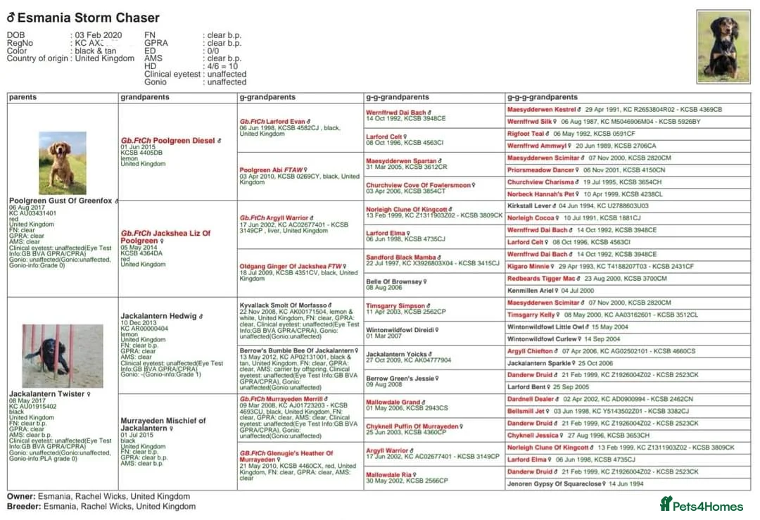 Cocker Spaniel dogs for stud: Health Tested Working Cocker Spaniel for Stud in Braintree - Advert 5