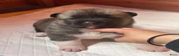 Akita dogs for sale: Chunky akita puppies for sale. - Advert 8