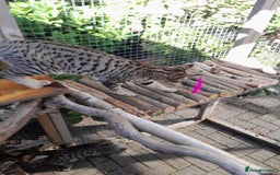 Savannah cats for sale: F5 Full Pedigree Tica Registered Girl Kitten - Image 11