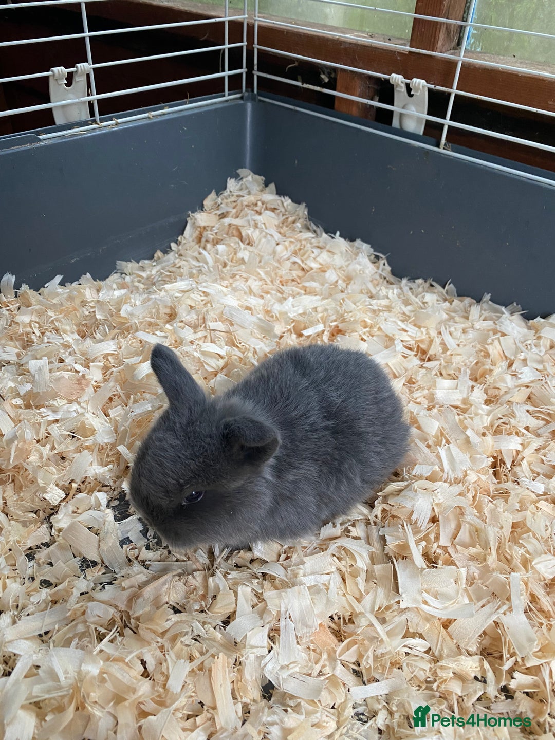 Mini Lop rabbits for sale: Mini lops - Advert 6