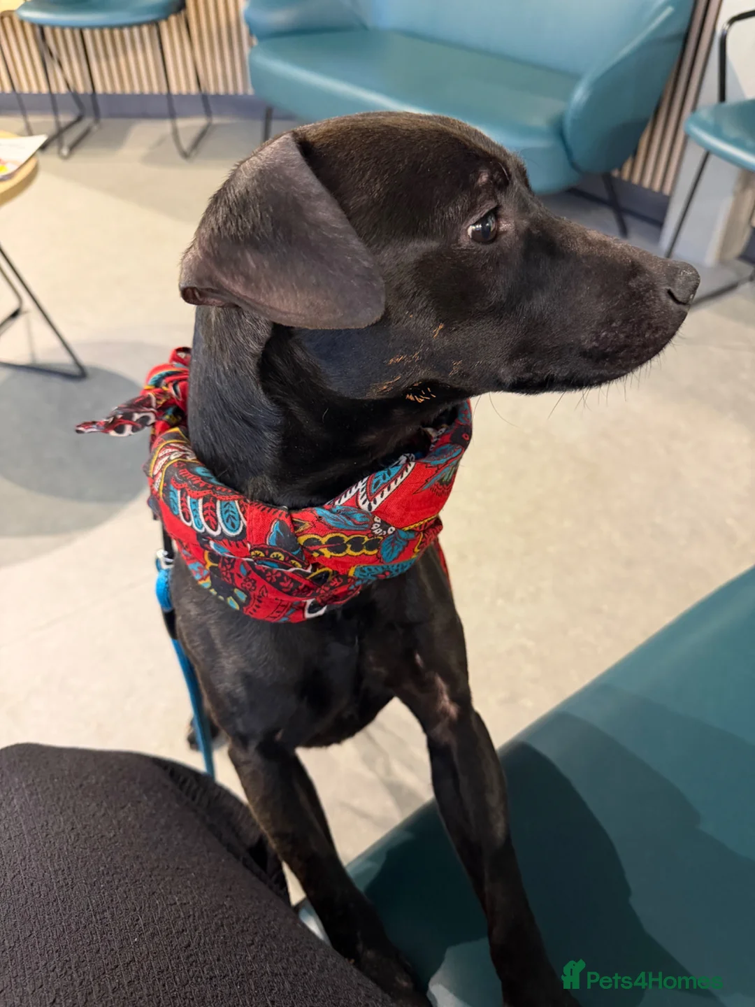 Mixed Breed dogs for sale: Male puppy in Stoke-on-Trent - Advert 4